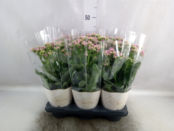 <h4>Kalanchoe  'RoseFlow Graceful Pink'</h4>