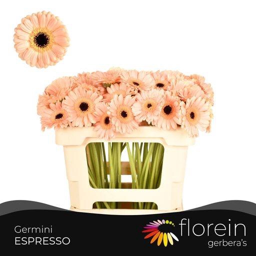 <h4>GE MI ESPRESSO</h4>