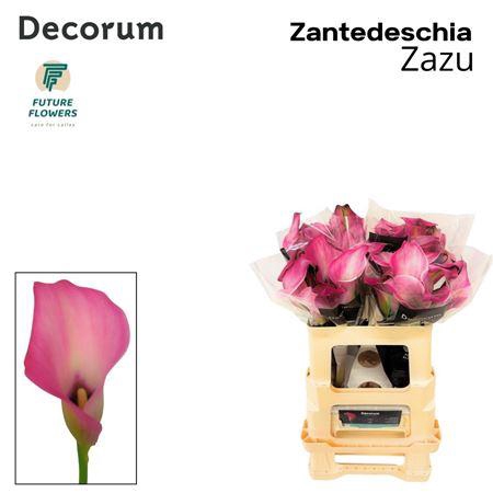 <h4>Zant Zazu</h4>