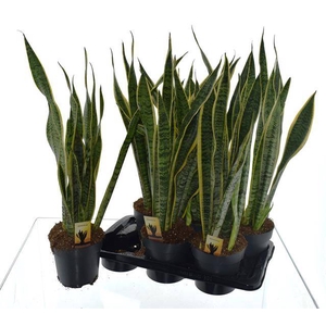 Sansevieria trifasciata Laurentii 17Ø 70cm 3pp