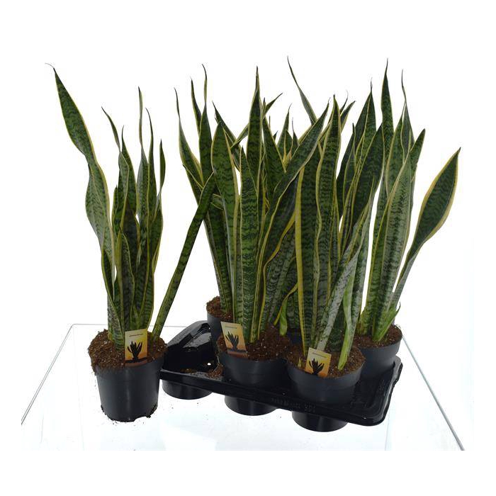 <h4>Sansevieria trifasciata Laurentii 17Ø 70cm 3pp</h4>