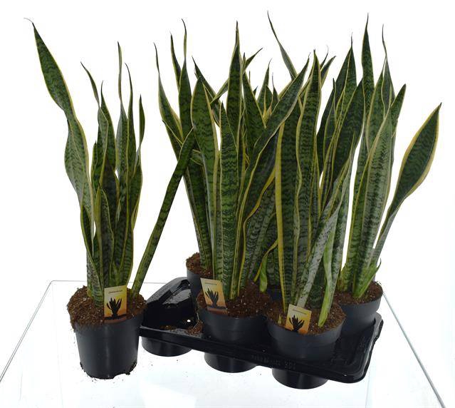 Sansevieria trifasciata Laurentii 17Ø 70cm 3pp