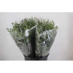 Euca Parvifolia Short 150gr P Bunch