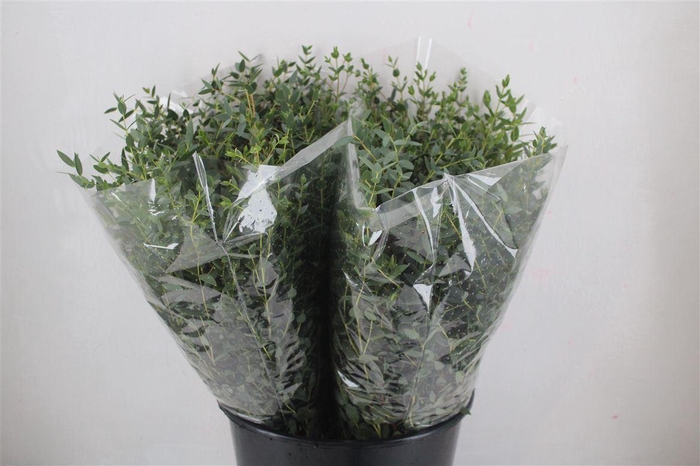 <h4>Euca Parvifolia Short 150gr P Bunch</h4>