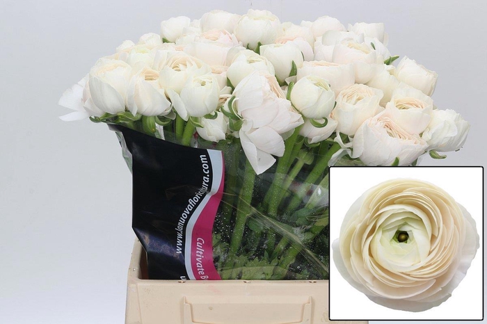 <h4>RAN SU HANOI</h4>