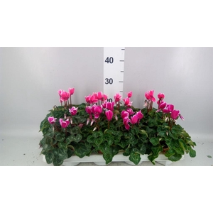 Cyclamen KL 'Compact Fuji'