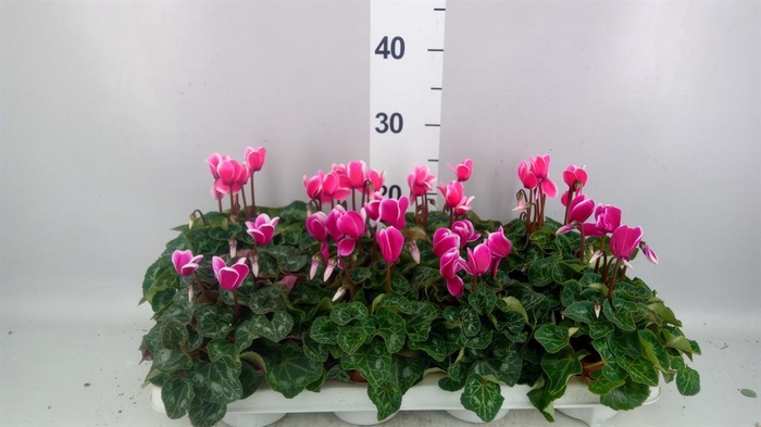 <h4>Cyclamen KL 'Compact Fuji'</h4>