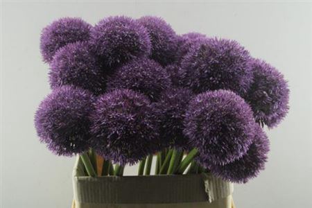 <h4>Allium Grootbloemig</h4>