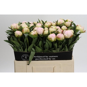 Paeonia Florence Nicholls