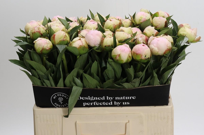 Paeonia Florence Nicholls