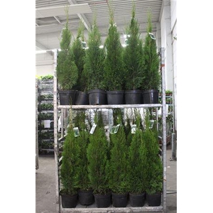Thuja O Smaragd