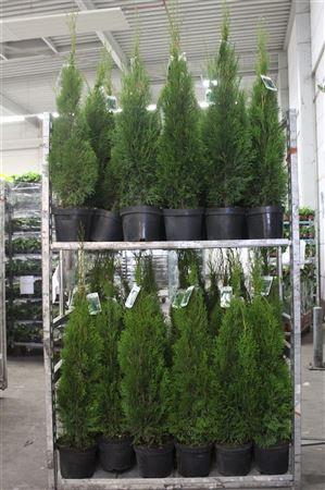 <h4>Thuja O Smaragd</h4>
