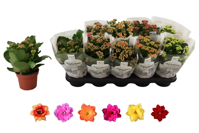 <h4>KAL GE RO GEM 6 KL</h4>