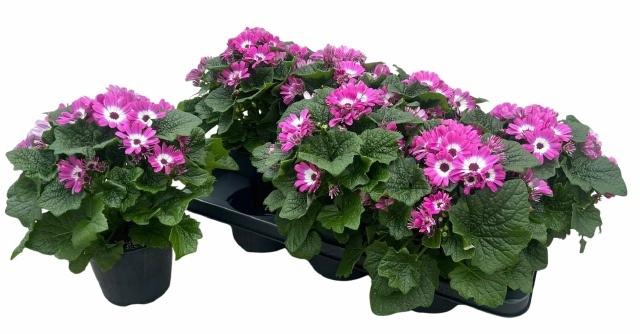 <h4>PERI C MAN GEM</h4>