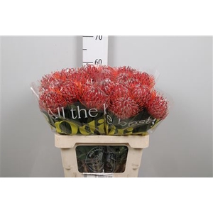 Leucospermum  'Scarlet Ribbon'