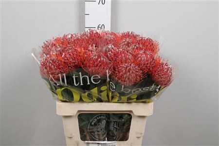 <h4>Leucospermum  'Scarlet Ribbon'</h4>