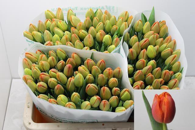 <h4>TU DU ICOON</h4>