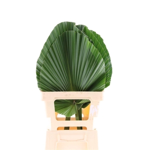 Livistona rotundifolia