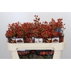 Rozenbottel Autumn Rosefruits