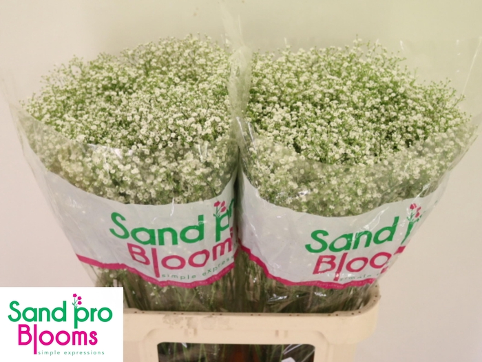 <h4>GYPS PA ZI DISCOVERY</h4>