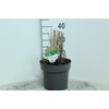 Miscanthus Sinensis Malepartus