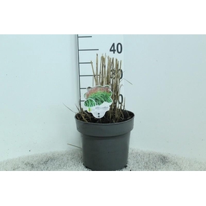 Miscanthus Sinensis Malepartus