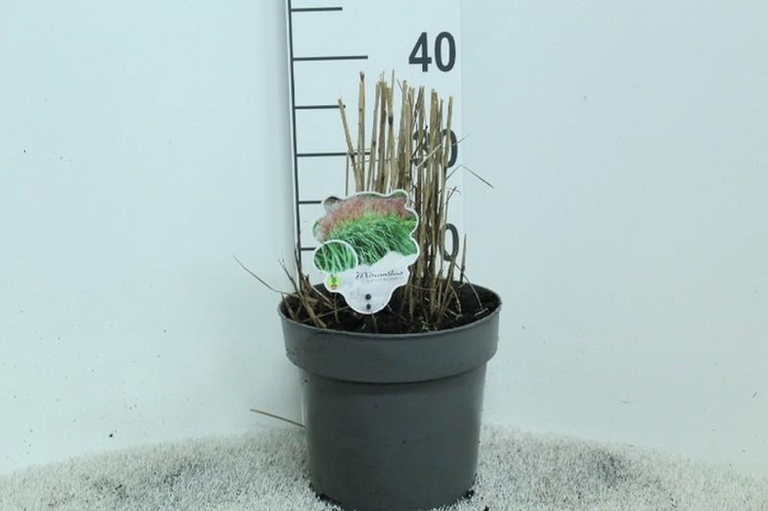 Miscanthus Sinensis Malepartus