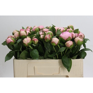Paeonia Angel Cheeks