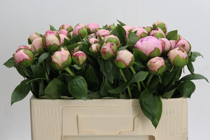<h4>Paeonia Angel Cheeks</h4>