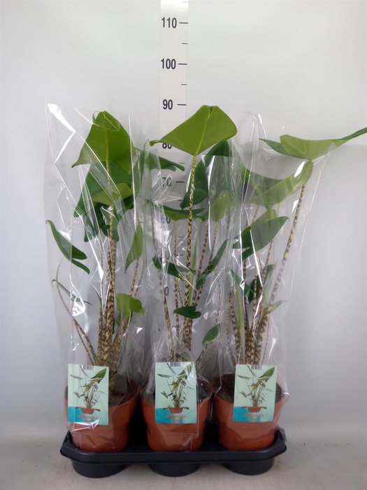 <h4>Alocasia zebrina</h4>