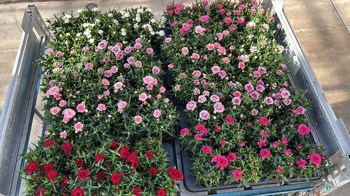 <h4>DIAN OSC GEM</h4>