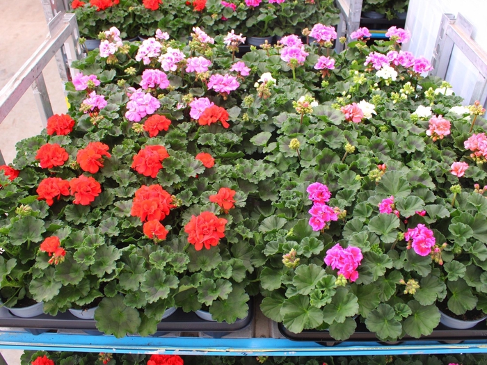 <h4>PEL ZON MIXK</h4>