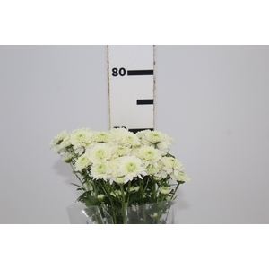 CRISANTEMO DECORATTA EIRINI 070 CM