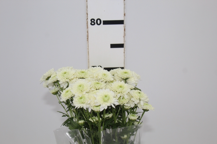 <h4>CRISANTEMO DECORATTA EIRINI 070 CM</h4>