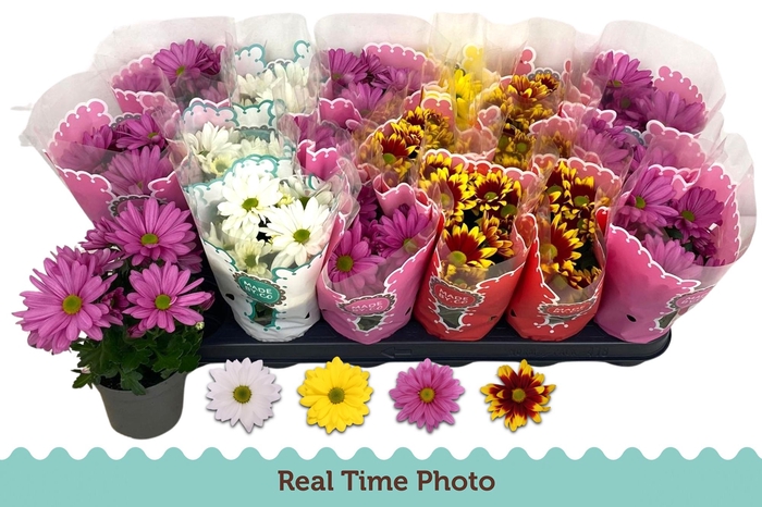 <h4>CHRYS GEM 4 KL</h4>