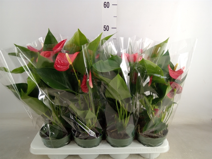 <h4>Anthurium andr. 'Madural'</h4>