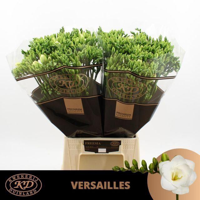 <h4>Freesia du Versailles</h4>