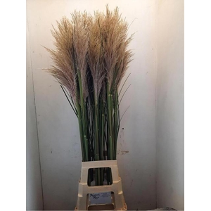 Corta Selloana 120 Cm