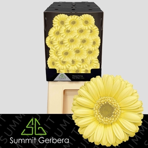 Germini Lemon Ice Diamond