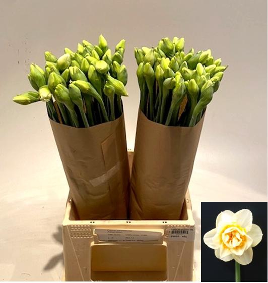 <h4>NARC DU ATTENTION</h4>