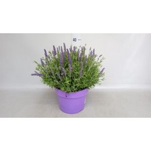 Lavandula angus. 'Spear Blue'