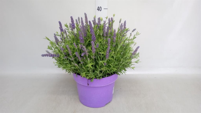 <h4>Lavandula angus. 'Spear Blue'</h4>