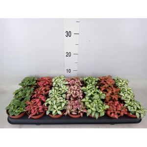 Fittonia   ...mix 7