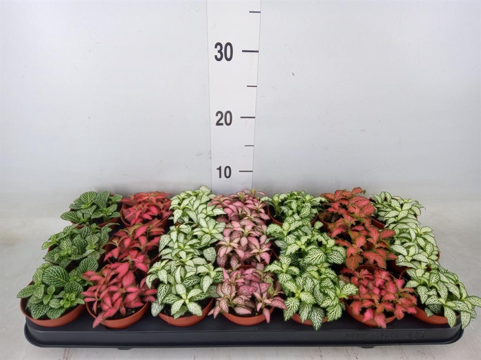 <h4>Fittonia   ...mix 7</h4>