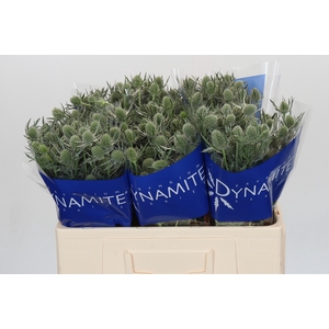 Eryngium Silver Dynamite