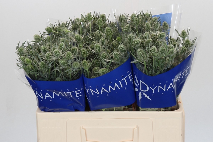 <h4>Eryngium Silver Dynamite</h4>