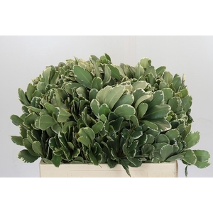 Pittosporum Ilan