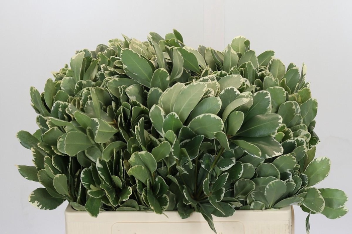 <h4>Pittosporum Ilan</h4>