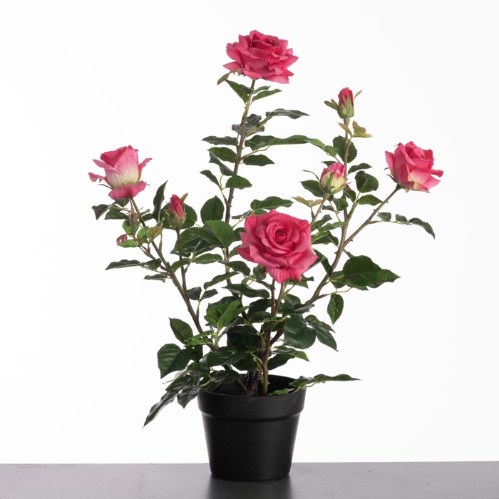 Af Rosa In Pot H64cm Beauty