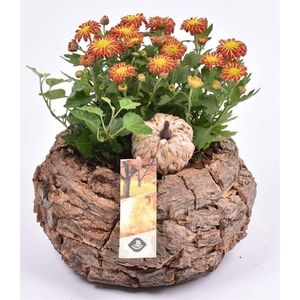 Bomschors rond 13x18cm